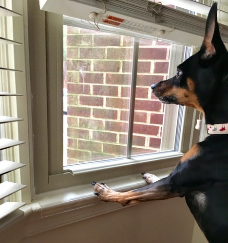 Dog pet window sill - dog,